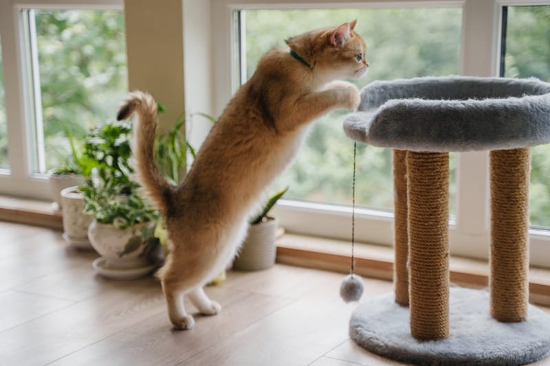 juguetes y rascadores para gatos