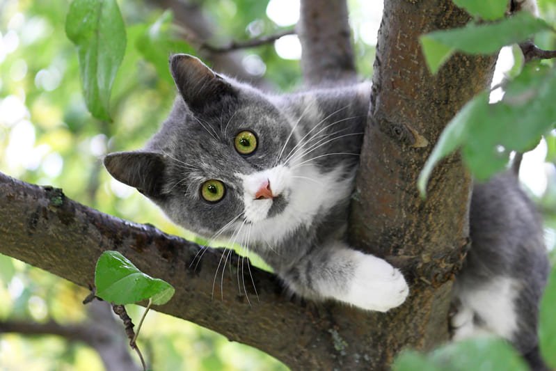 gato jugando en arbol