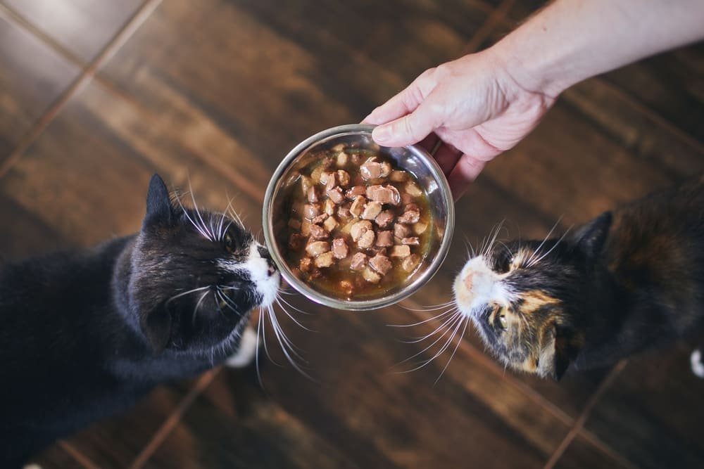 comida humeda para gatos