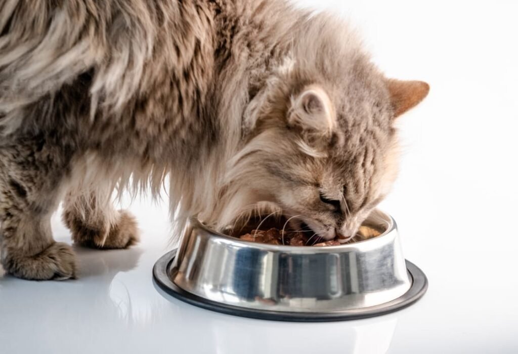 alimentos para gatos