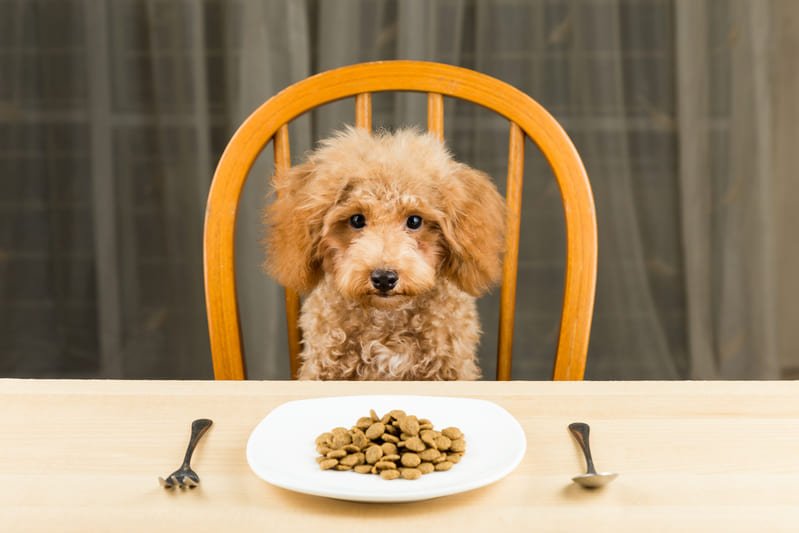 alimentos para perros